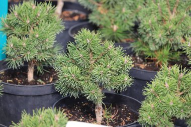 Pine Mountain Pug, Pinus mugo Paspası