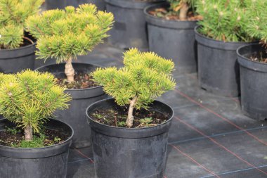 Ophir dağı çamı, Pinus mugo Ophir