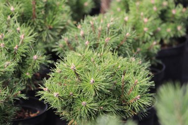 Dağ çamı Benjamin yeşil bitki