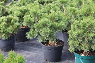 Çam Dağı Gnome yeşil bitkisi