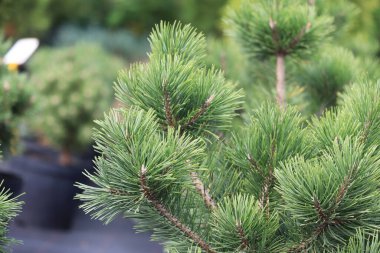 Çam Dağı Gnome yeşil bitkisi