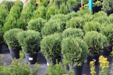 Thuja batısında Küçük Tim