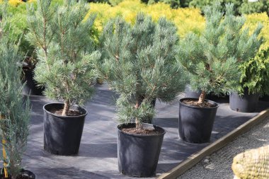 İskoç çamı Watereri, Pinus sylvestris Watereri