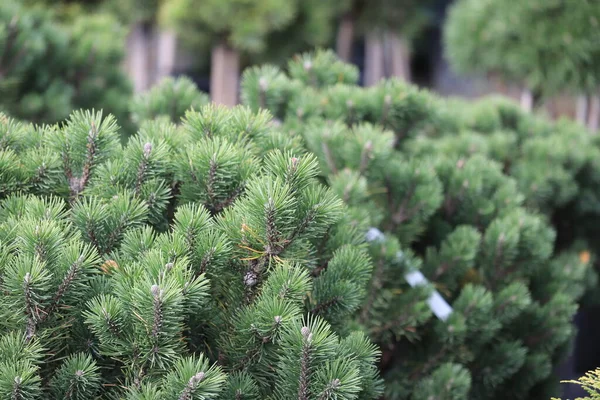 Pine Mountain Pug Pinus Mugo Mops — Zdjęcie stockowe