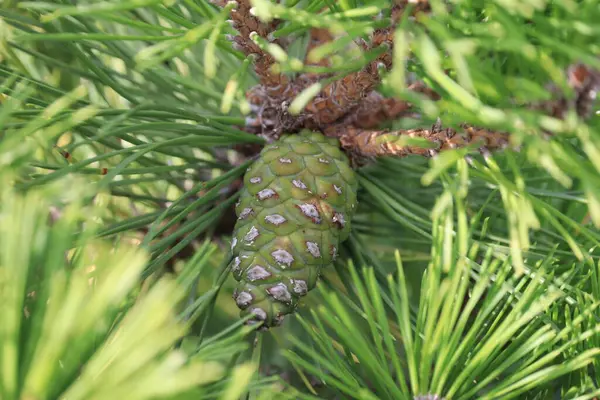 Pinus Nigra Brepo Pierrick Bregeon 소나무 Pierno Bregeon — 스톡 사진