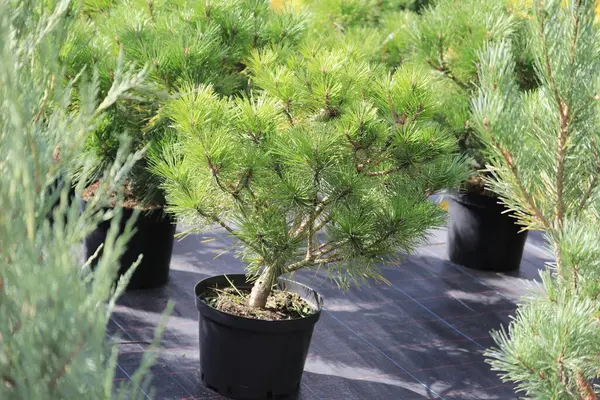 Pinus Nigra Brepo Pierrick Bregeon Pine Black Pierno Bregeon — Zdjęcie stockowe