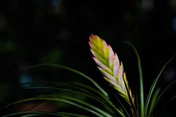 stock image Bromeliad pink quill flower is tropical plant.