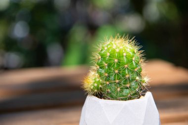 Kaktüs (Echinopsis calochlora) ahşap zeminde çimento tenceresinde.