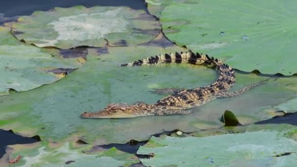 Jonge Siamese Krokodil Natuur Bueng Boraphet Niet Jachtgebied Nakhon Sawan — Stockvideo