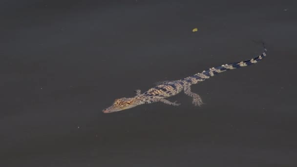 Młody Krokodyl Syjamski Naturze Bueng Boraphet Obszar Dla Niepolujących Prowincja — Wideo stockowe