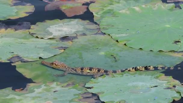 Νεαρός Κροκόδειλος Σιαμέζος Στη Φύση Στην Περιοχή Bueng Boraphet Non — Αρχείο Βίντεο