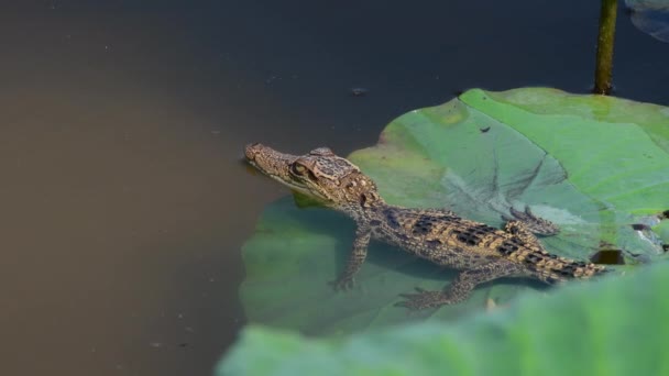 Jeune Crocodile Siamois Dans Nature Bueng Boraphet Non Zone Chasse — Video