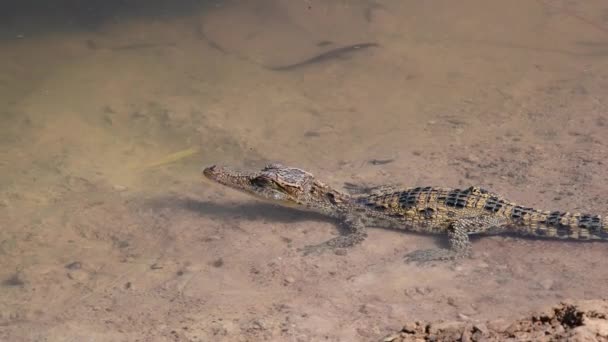 Молодой Сиамский Крокодил Природе Буенг Борафете Провинция Накхон Саван Таиланд — стоковое видео
