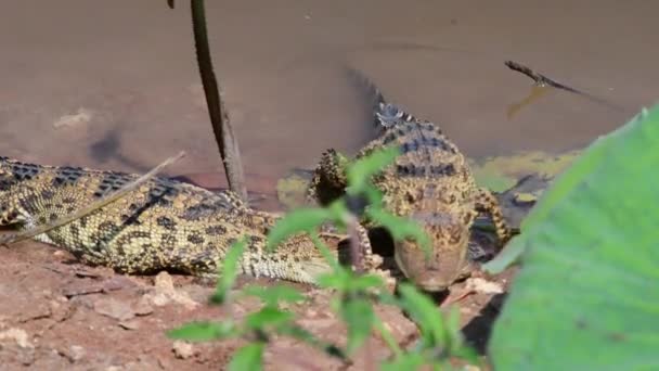 Ung Siamesisk Krokodil Naturen Vid Bueng Boraphet Non Hunting Area — Stockvideo