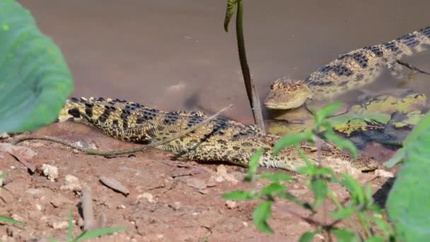 Νεαρός Κροκόδειλος Σιαμέζος Στη Φύση Στην Περιοχή Bueng Boraphet Non — Αρχείο Βίντεο