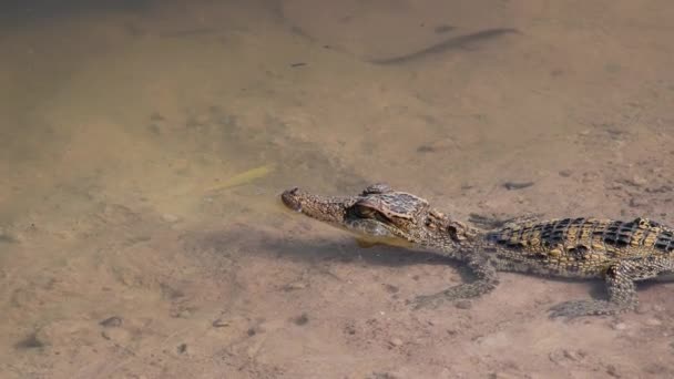 Молодой Сиамский Крокодил Природе Буенг Борафете Провинция Накхон Саван Таиланд — стоковое видео