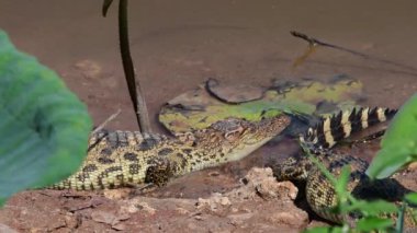 Bueng Boraphet Av Alanı 'nda genç Siyam Timsahı, Tayland Nakhon Sawan Bölgesi..