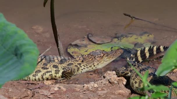 Nakhon Sawan省Bueng Boraphet非狩猎区的年轻暹罗鳄鱼 — 图库视频影像