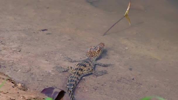 Jovem Crocodilo Siamês Natureza Bueng Boraphet Área Não Caça Província — Vídeo de Stock