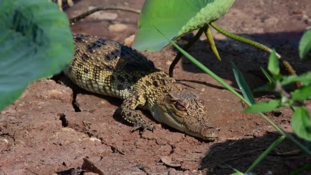Mladý Siamský Krokodýl Přírodě Bueng Boraphet Non Lov Area Nakhon — Stock video