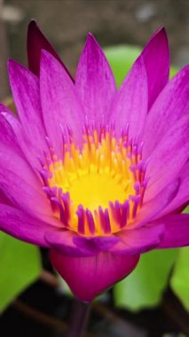 Bahçede çiçek açan pembe nilüfer çiçeği..