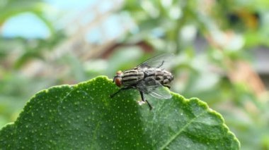 Siyah asker arka bahçede yeşil yaprak üzerinde uçar..