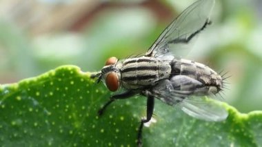 Siyah asker arka bahçede yeşil yaprak üzerinde uçar..