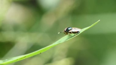 Fizfora arka bahçede yeşil yaprak üzerinde uçar..