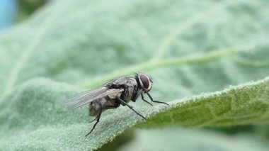 Siyah asker arka bahçede yeşil yaprak üzerinde uçar..