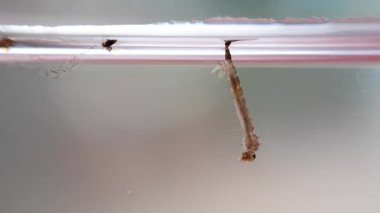 Pupa aedes su altında yüzen sivrisinekler.