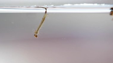 Pupa aedes su altında yüzen sivrisinekler.