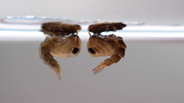 Pupa aedes su altında yüzen sivrisinekler.