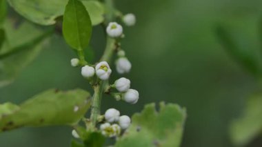 Organik tarım bahçesinde beyaz ıhlamur ağacı çiçeği.