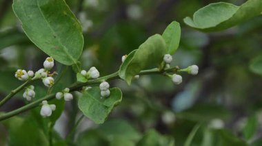 Organik tarım bahçesinde beyaz ıhlamur ağacı çiçeği.