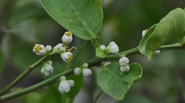 Organik tarım bahçesinde beyaz ıhlamur ağacı çiçeği.