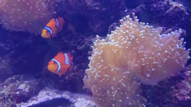 Ocellaris palyaço balığı, portakal ve beyaz palyaço balığı, ve onun ev sahibi şakayığı mercan resiflerinde..