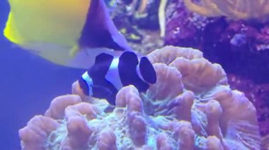 Eyer sırtlı palyaço balığı, eyer sırtlı balık ve ev sahibi şakayığı mercan resiflerinde..