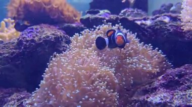 Eyer sırtlı palyaço balığı, eyer sırtlı balık ve ev sahibi şakayığı mercan resiflerinde..