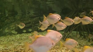 Bir grup Gümüş Pomfret, Pampus Argenteus, Mangrove 'da suyun altında yüzüyorlar..