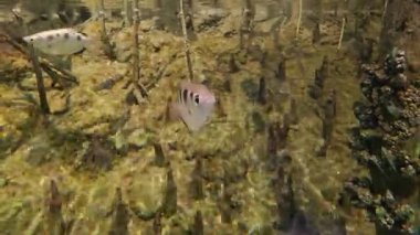 Bir grup benekli okçu balığı mangrovda suyun altında yüzüyor..