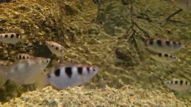 Bir grup benekli okçu balığı mangrovda suyun altında yüzüyor..