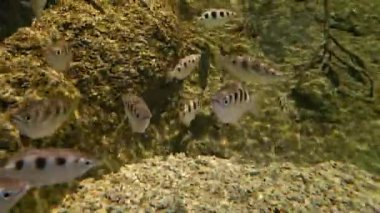Bir grup benekli okçu balığı mangrovda suyun altında yüzüyor..