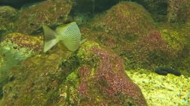 Çizgili spinefoot, Siganusjavas, deniz altında yüzme.