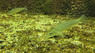 Sillago ciliata, kum mezgiti, deniz altında yüzme..