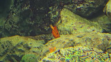 Alev melekbalığı, Centropyge loriculus, deniz altında yüzüyor..