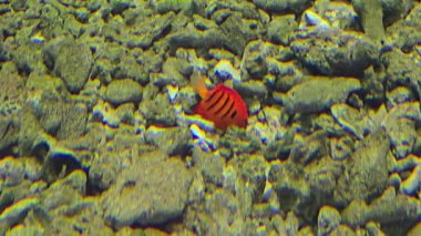 Alev melekbalığı, Centropyge loriculus, deniz altında yüzüyor..