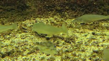 Sillago ciliata, kum mezgiti, deniz altında yüzme..