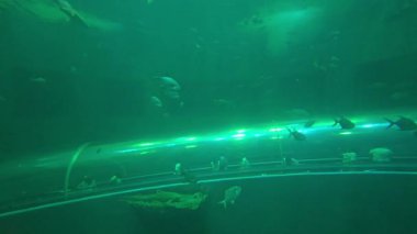 İğneler, köpekbalıkları ve balıklar akvaryumda büyük bir akvaryumda yüzüyorlar..