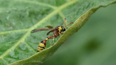 Sabahları yeşil yaprağın üzerinde dinlenen siyah çamur eşekarısı..