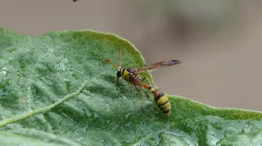 Sabahları yeşil yaprağın üzerinde dinlenen siyah çamur eşekarısı..
